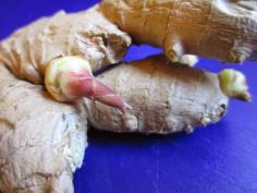 
                        
                            Andie's Way: Growing Ginger - My First Time
                        
                    