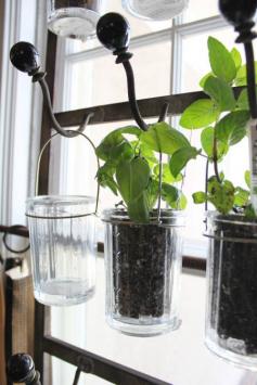 Want to keep a lot of herbs easily at the ready? Here's another window solution, from Itsy Bits and Pieces: Pot your herbs in clear drinking glasses, and hang from hooks across the window.