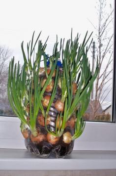 
                    
                        Indoor Gardening Projects • Ideas and Tutorials! Including this project, from 'auntie dogmas garden spot', see how to make this vertical onion planter from a pop bottle.
                    
                