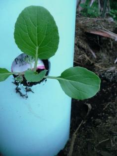 
                    
                        17 plants on one square foot of land -- perfect way to stretch growing space on your #urban #farm!
                    
                