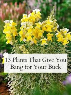 
                    
                        Your garden needs these easy-care (and inexpensive!) plants.
                    
                
