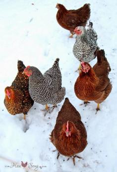 
                    
                        20 Cold-Hardy Chicken Breeds
                    
                