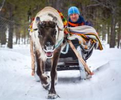 
                    
                        Dashing through the snow, in a one reindeer open sleigh with Harriniva in Finnish Lapland! Discovered by A Cruising Couple at Muonio, Finland
                    
                