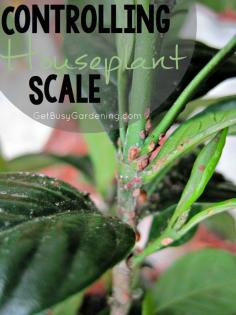 
                    
                        Houseplant scales don't look like bugs, they look like small brown dots or bumps on the stems, leaf joints or along the veins of houseplant leaves, and they don’t move. Learn more about them, and get tons of tips for Controlling Houseplant Scale here | GetBusyGardening.com
                    
                