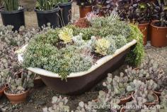 
                    
                        Tub of Succulents Waterwise Botanicals - www.succulentsand...
                    
                