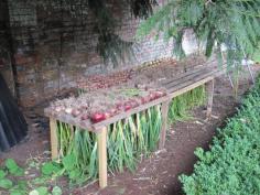 
                    
                        Drying Onions- so dry this year (2014) that I just leave them in the ground, I mean dust, and pull them when I need them.
                    
                