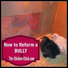 
                    
                        Chickens are very easily stressed and moving to a new home is one of the most stressful events a chicken can experience. Stress can have negative behavioral and physical manifestations in chickens, pecking being one of them. When chickens of any age bully other chickens, the behavior must be interrupted and the bully, reformed. This is how I reformed a brooder bully.
                    
                