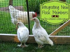 
                    
                        It IS possible to introduce new chickens to a different group of birds without drama or bloodshed. Integrating new chickens into an existing flock does not have to be stressful for the chicken keeper or the chickens. HERE's HOW!
                    
                