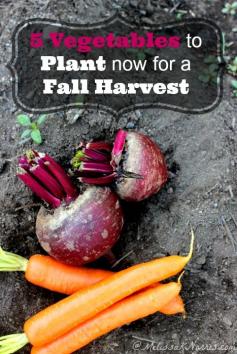 
                    
                        5 Vegetables to Plant Now For a Fall Harvest
                    
                