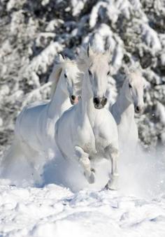 
                    
                        Equine Beauty ~ in the Snow
                    
                