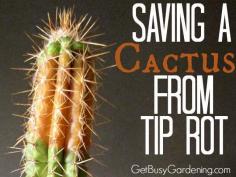 
                    
                        Saving A Cactus From Tip Rot
                    
                