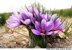 
                    
                        Everything You Need to Know about Saffron
                    
                