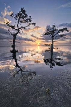 
                    
                        Tree shipouettes at Sunrise, Outer Banks, North Carolina, United States of America.
                    
                