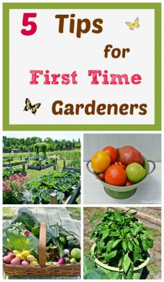
                    
                        5 Tips for First Time Vegetable Gardeners | Cottage at the Crossroads
                    
                