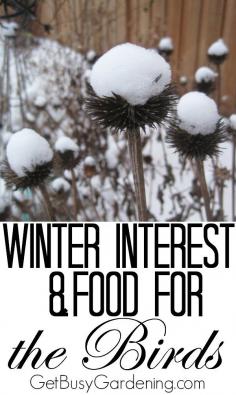 
                    
                        While you're cleaning up the gardens this fall, be sure to leave some plants out there for you and the birds. Read more here... Winter Interest And Food For The Birds | GetBusyGardening.com
                    
                