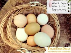 
                    
                        What to Expect When You're Expecting (Eggs from your Backyard Chickens)
                    
                
