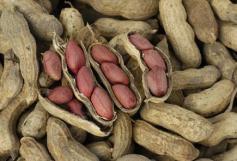 
                    
                        How to grow peanuts at home
                    
                