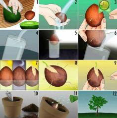 
                    
                        how to grow avocado
                    
                
