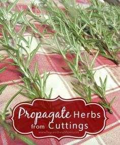 
                    
                        Learn how to propagate herbs from cuttings and get a fantastic herb garden for pennies | PreparednessMama
                    
                