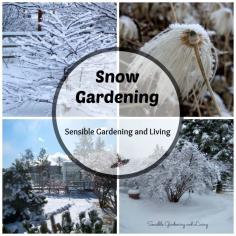 
                    
                        Snow gardening with Sensible Gardening
                    
                