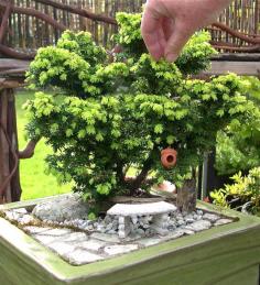 
                    
                        Over 4 years later, with his fresh spring growth, the same Jervis Canada Hemlock is even more majestic - in miniature - than ever.
                    
                