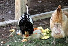 
                    
                        Do you have any chickens in your flock with missing feathers? This post will help fellow chicken keepers get to the bottom of why their chickens are missing feathers. It offers possible causes and solutions. A must read for every chicken keeper. - GRIT Magazine
                    
                