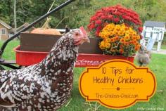 
                    
                        All backyard chicken-keepers have an interest in keeping their pet chickens healthy and happy and making minor adjustments to various aspects of their care can have a significant impact on their health and longevity. There are a number of small steps that can be taken to promote the health of backyard chickens.
                    
                