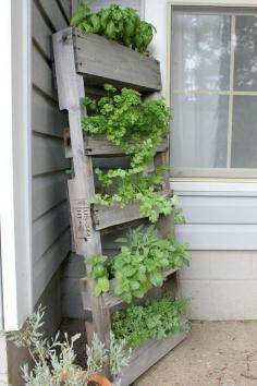 
                    
                        herb garden ... reclaimed wood. Could suspend it from heavy-duty hooks and "I" bolts along house wall to keep dogs from eating it
                    
                