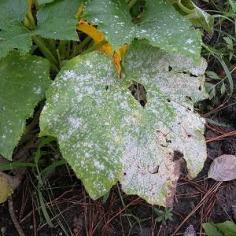 
                    
                        Is Powdery Mildew a Problem in your Garden?<br><br>Here is how to get Powdery Mildew Under Control
                    
                