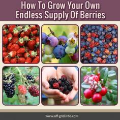 
                    
                        Growing berries is one of the easiest ways to produce nutritious home grown food! Check out our guide to getting the best crops of delicious berries year after year!
                    
                