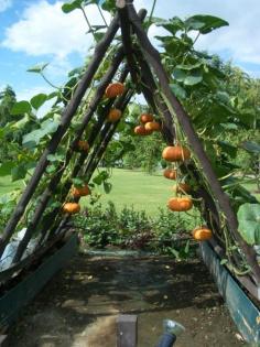 
                    
                        great way to grow pumpkins.
                    
                