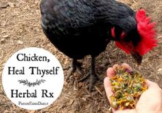 
                    
                        So how do I know holistic care for chickens works? Well, because I've been practicing it for years on my own flock. [read more...]
                    
                