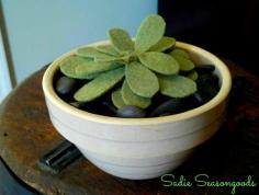 
                    
                        For those of us with a brown thumb...succulents made from felt! Super easy and they'll never die!! I love this..perfect to keep some "greenery" around the house this winter. #sadieseasongoods
                    
                