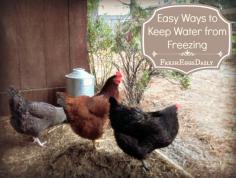 
                    
                        Fresh Eggs Daily®: Five Easy Ways to Keep your Chickens' Water from Freezing this Winter
                    
                