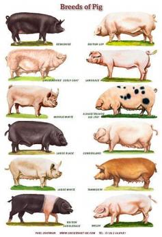 
                    
                        Common Breeds of Hogs. Swine, Hog, Pig Infographic.
                    
                