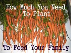 
                    
                        How Much To Plant To Feed Your Family
                    
                