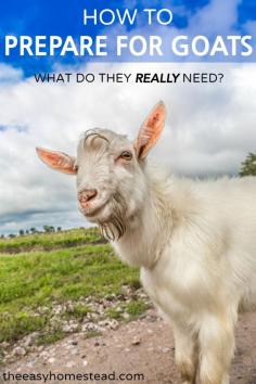 
                    
                        How to Prepare for Goats- What do the REALLY need? | The Easy Homestead (.com)
                    
                