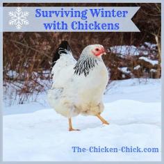 
                    
                        The thought of surviving winter with chickens doesn't have to be intimidating. There are really only two things that are critical to a backyard flock in cold temperatures: access to water and a dry coop. Actively planning to ensure both is the key to cold weather survival with chickens. When best coop management practices for good ventilation and waste handling are already in effect, bracing for winter's bite shouldn't require much effort.
                    
                
