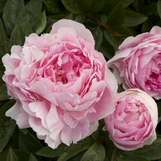 
                    
                        'Lady Orchid'<p style="font-style: italic">Herbaceous peony</p> - 20 Beautiful Peonies - Sunset
                    
                