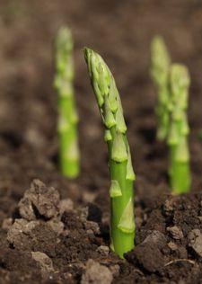 
                    
                        Just About Everything About Asparagus    asparagus plants growing through the garden soilYou CAN grow asparagus…no matter where you live! We have heard from gardeners who grow this perennial vegetable in just about every state, from Florida to Alaska.
                    
                