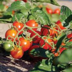 
                    
                        Expert Tips for Growing Early Tomato Varieties - Organic Gardening - MOTHER EARTH NEWS
                    
                