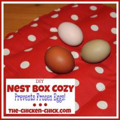 
                    
                        When winter temperatures plummet, frozen eggs are usually not a chicken keeper’s primary concern, but once the coops are shored up and the chickens are protected from the elements, egg preservation and safety become significant issues.
                    
                