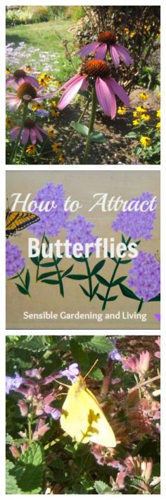 
                    
                        How to Attract Butterflies with Sensinle Gardening
                    
                