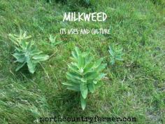 
                    
                        All about milkweed! Who knew it had such interesting uses besides feeding butterflies?! Plant Profile~ Milkweed | www.northcountryf...
                    
                