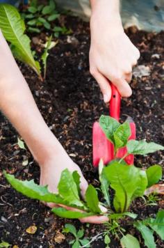 
                    
                        Tackle these pesky garden invaders without harsh chemicals.
                    
                