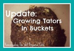 
                    
                        Update: Growing Tators In Buckets
                    
                