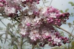 
                    
                        Our Garden Journal: Luscious Lilacs
                    
                