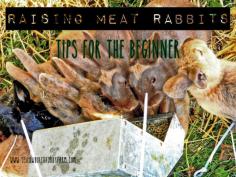 
                    
                        Yellow Birch Hobby Farm Raising Meat Rabbits: Tips for the Beginner
                    
                