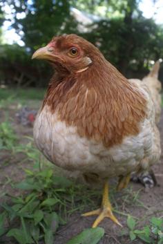 
                    
                        how to fail at introducing chicks to a broody hen
                    
                