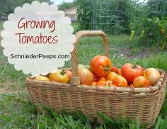 
                    
                        SchneiderPeeps - Growing Tomatoes
                    
                